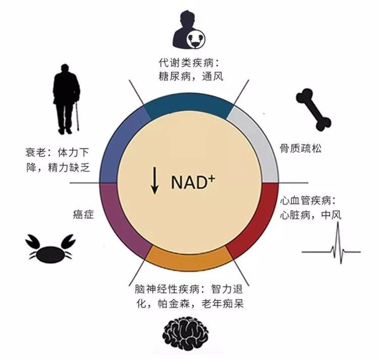 NMN中国:“长寿药”NMN,你想知道的都在这里 NMN中国:“长寿药”NMN,你想知道的都在这里