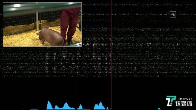 “硬币”1小时内植入三只猪脑,造完火箭的马斯克又发布黑科技 “硬币”1小时内植入三只猪脑,造完火箭的马斯克又发布黑科技