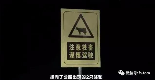乘车撞上骆驼,知名演员重伤身亡,开车撞到动物为什么更危险? 乘车撞上骆驼,知名演员重伤身亡,开车撞到动物为什么更危险?