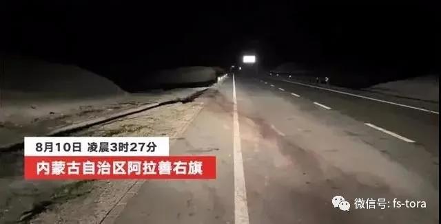 乘车撞上骆驼,知名演员重伤身亡,开车撞到动物为什么更危险? 乘车撞上骆驼,知名演员重伤身亡,开车撞到动物为什么更危险?