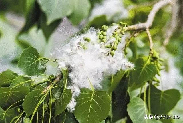 杨絮飘飘的季节又要来了,燃油车主要做好准备 杨絮飘飘的季节又要来了,燃油车主要做好准备